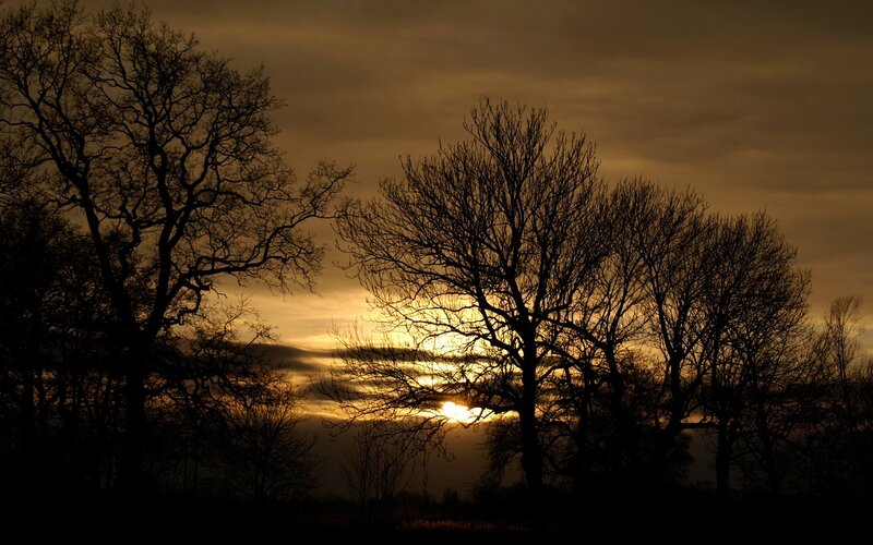 Silhouetted Trees at Sunset — Brown, Dramatic