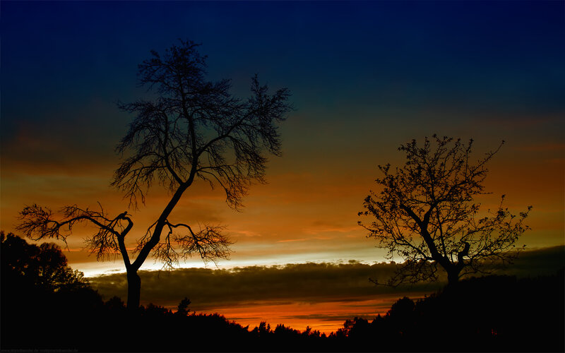 Silhouetted Trees at Sunset — Clouds, Blue