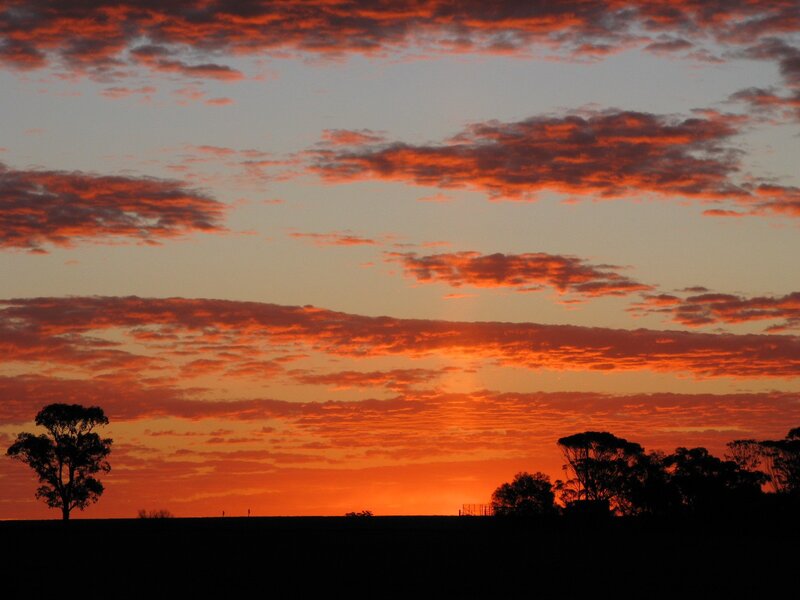 Silhouetted Trees at Sunset — Dramatic, Black
