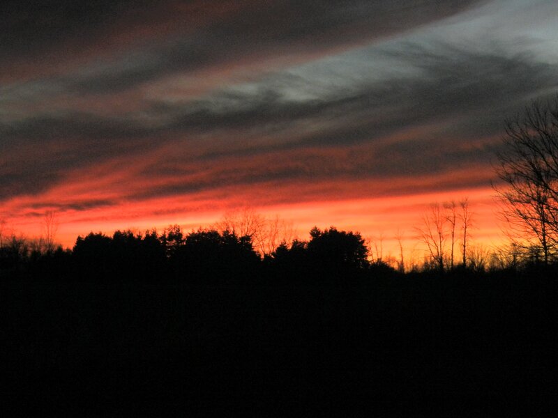 Silhouetted Trees at Sunset — Dramatic, Orange