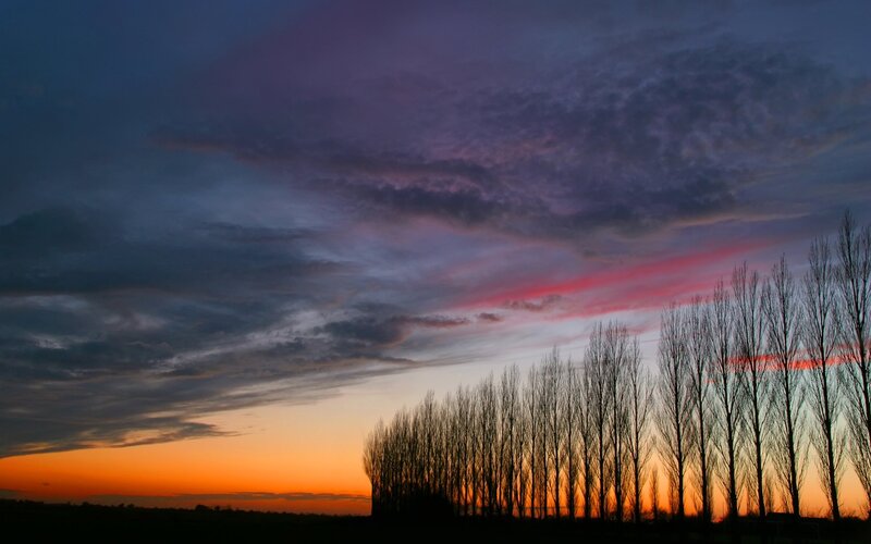 Silhouetted Trees at Sunset — Dramatic, Sky
