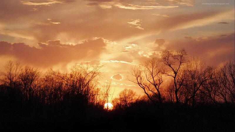 Silhouetted Trees at Sunset — Dramatic, Sun