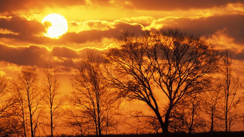 Silhouetted Trees at Sunset — Dramatic, Yellow