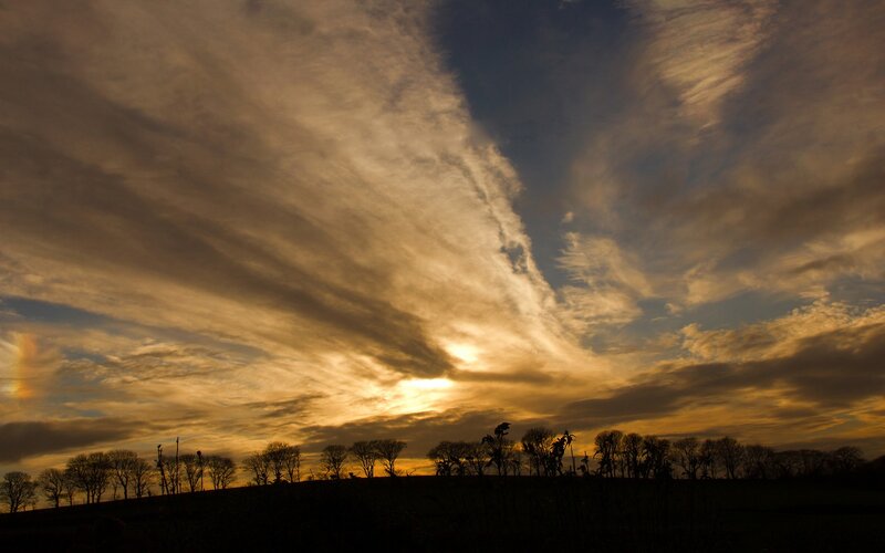 Silhouetted Trees at Sunset — Gold, Dramatic, Photograph