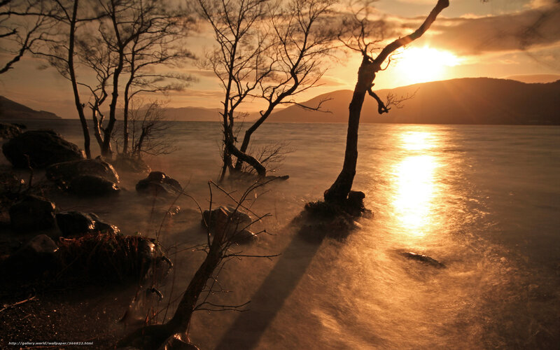 Silhouetted Trees at Sunset — Gold