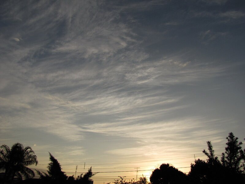 Silhouetted Trees at Sunset — Gray, Serene