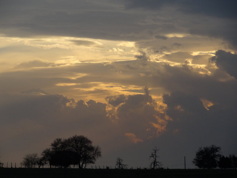 Silhouetted Trees at Sunset — Gray