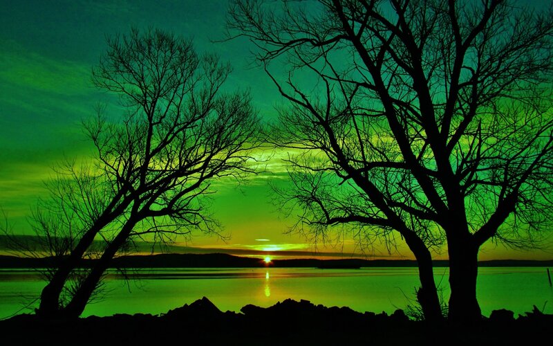 Silhouetted Trees at Sunset — Green