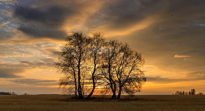 Silhouetted Trees at Sunset — Orange, Dramatic, Photograph, Birds, Field