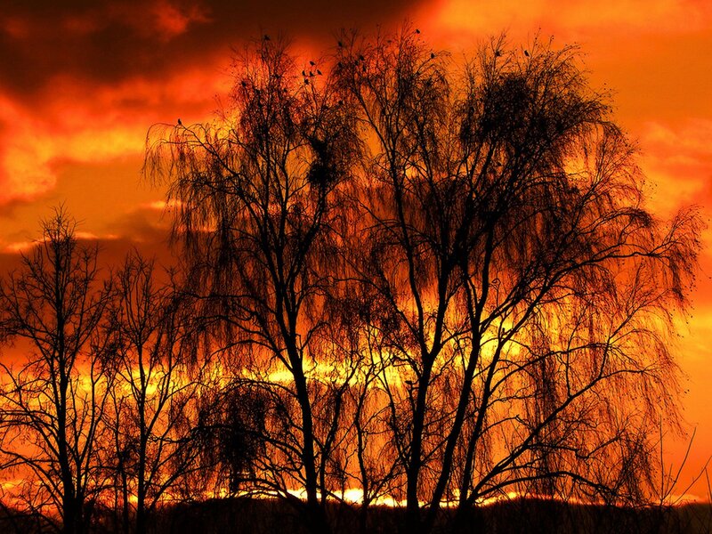 Silhouetted Trees at Sunset — Orange, Dramatic, Photograph, Birds, Sky
