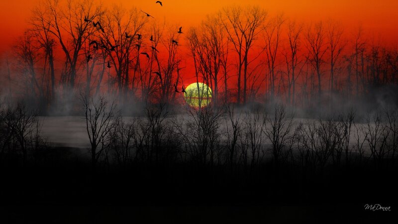 Silhouetted Trees at Sunset — Orange, Dramatic, Photograph, Birds