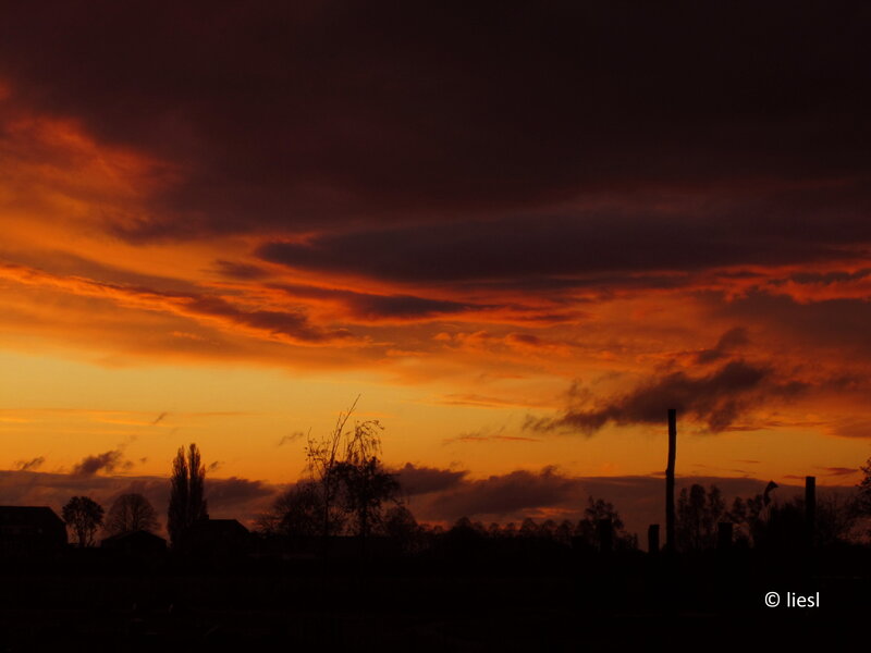 Silhouetted Trees at Sunset — Orange, Dramatic, Photograph, Buildings