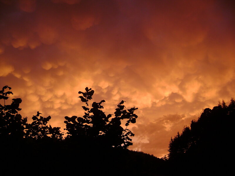 Silhouetted Trees at Sunset — Orange, Dramatic, Photograph, Clouds, Black