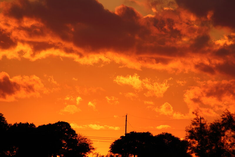 Silhouetted Trees at Sunset — Orange, Dramatic, Photograph, Clouds, Power Lines