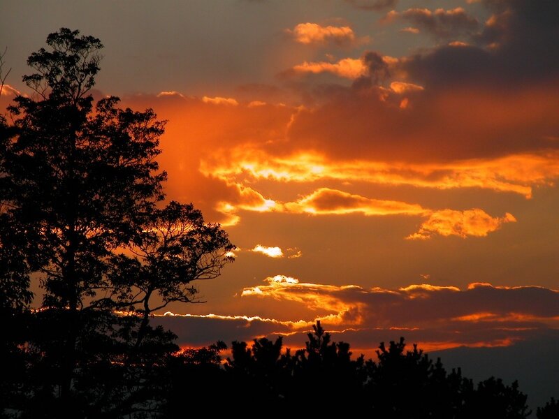 Silhouetted Trees at Sunset — Orange, Dramatic, Photograph, Clouds, Sky, Black, Gray