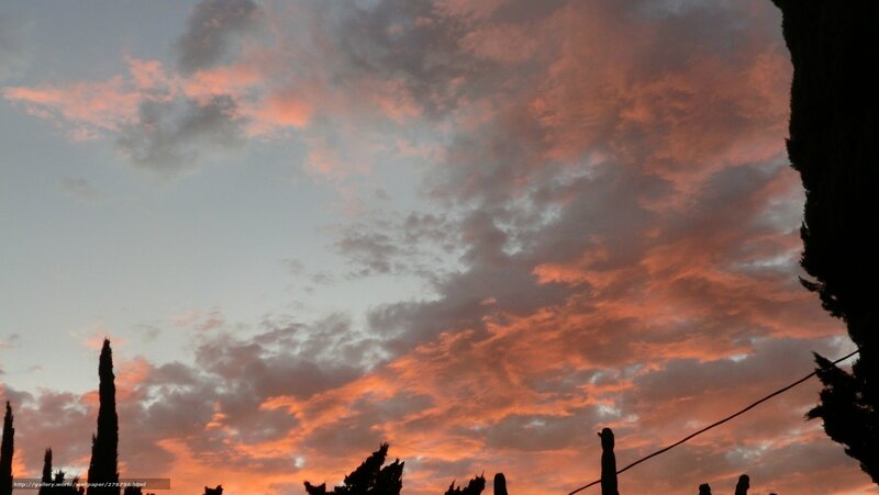 Silhouetted Trees at Sunset — Orange, Dramatic, Photograph, Clouds, Sky, Power Line
