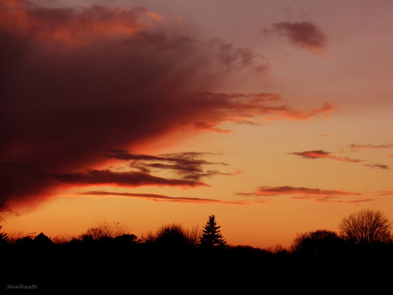 Silhouetted Trees at Sunset — Orange, Dramatic, Photograph, Clouds, Sky, Red