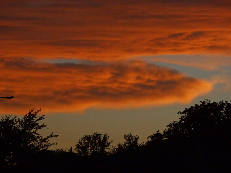 Silhouetted Trees at Sunset — Orange, Dramatic, Photograph, Clouds, Streetlight