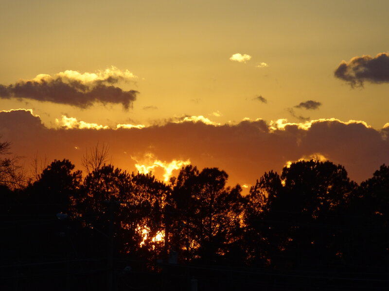 Silhouetted Trees at Sunset — Orange, Dramatic, Photograph, Clouds, Sun