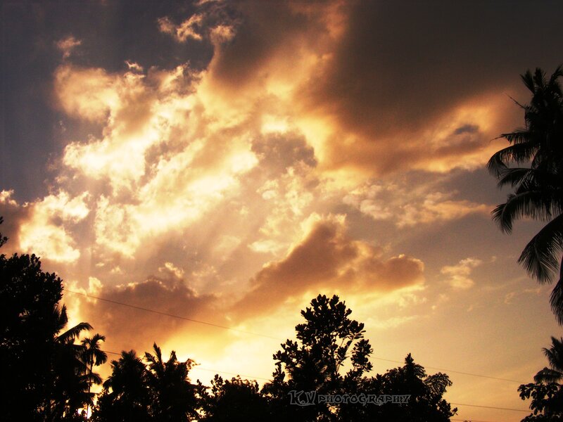 Silhouetted Trees at Sunset — Orange, Dramatic, Photograph, Clouds, Sunlight