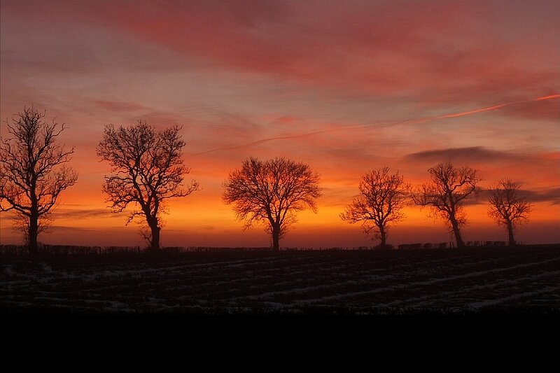 Silhouetted Trees at Sunset — Orange, Dramatic, Photograph, Field