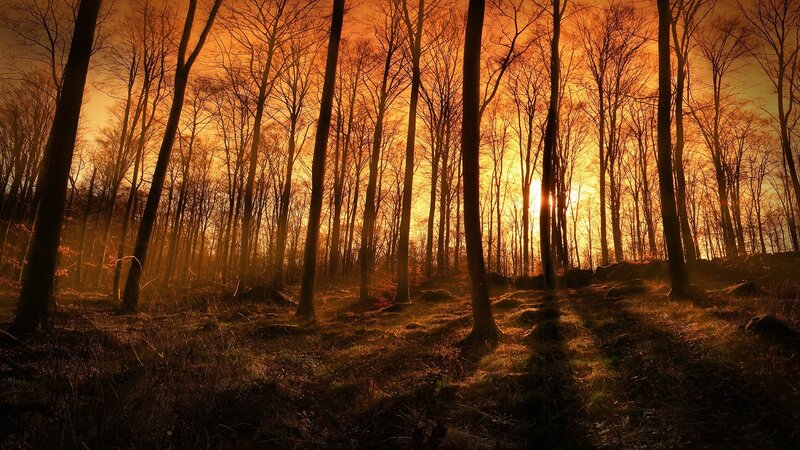 Silhouetted Trees at Sunset — Orange, Dramatic, Photograph, Forest, Sun, Sky