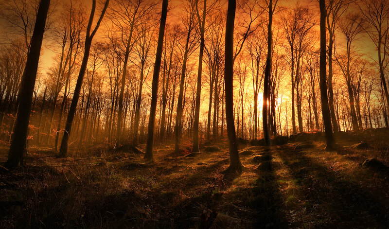 Silhouetted Trees at Sunset — Orange, Dramatic, Photograph, Forest