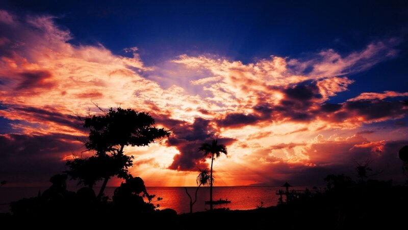 Silhouetted Trees at Sunset — Orange, Dramatic, Photograph, Ocean