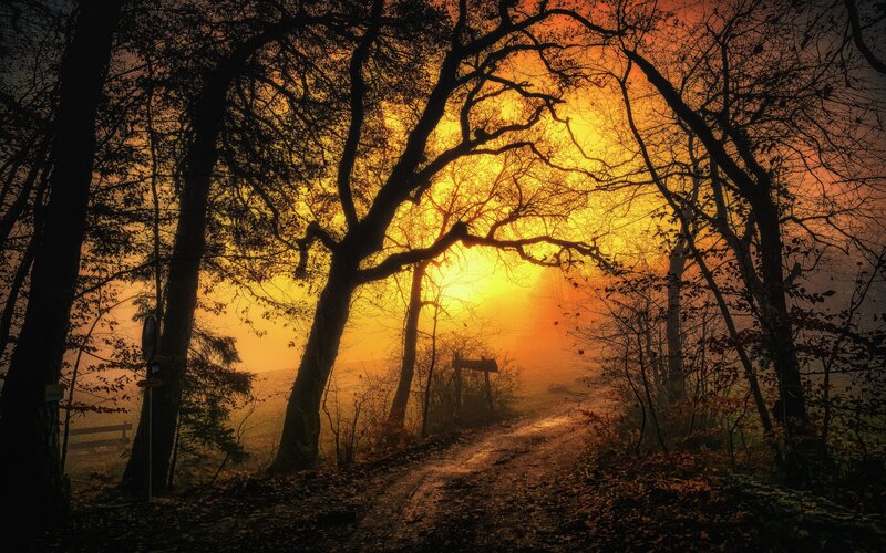 Silhouetted Trees at Sunset — Orange, Dramatic, Photograph, Path