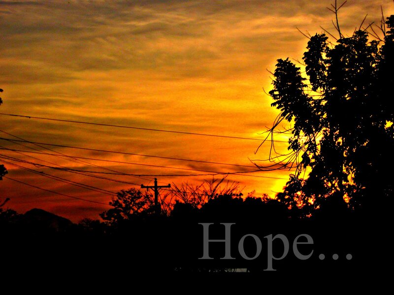 Silhouetted Trees at Sunset — Orange, Dramatic, Photograph, Power Lines, Telephone Pole