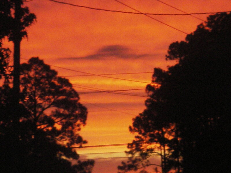 Silhouetted Trees at Sunset — Orange, Dramatic, Photograph, Power Lines