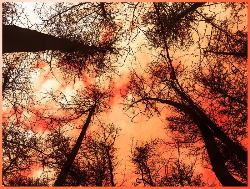 Silhouetted Trees at Sunset — Orange, Dramatic, Photograph, Sky, Branches