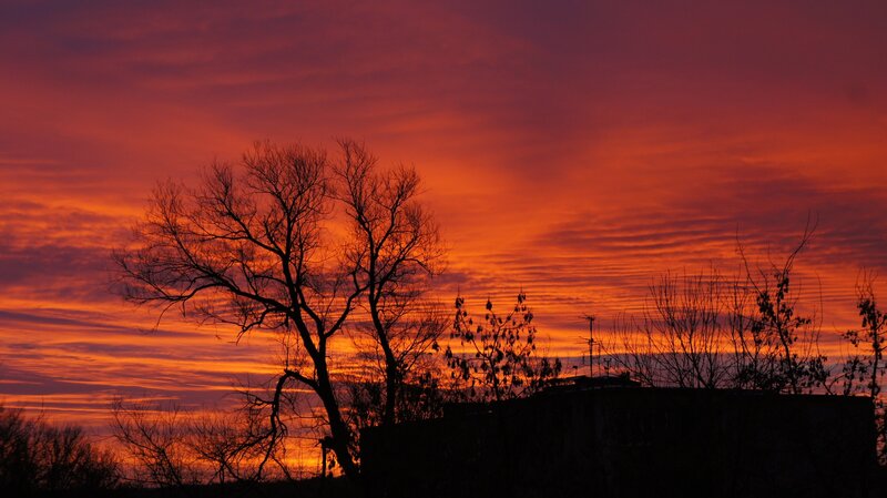 Silhouetted Trees at Sunset — Orange, Dramatic, Photograph, Sky, Building
