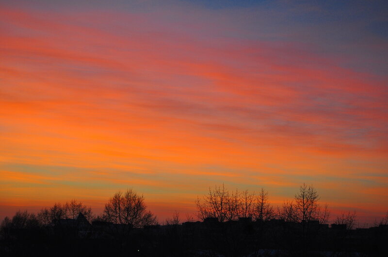 Silhouetted Trees at Sunset — Orange, Dramatic, Photograph, Sky, Buildings