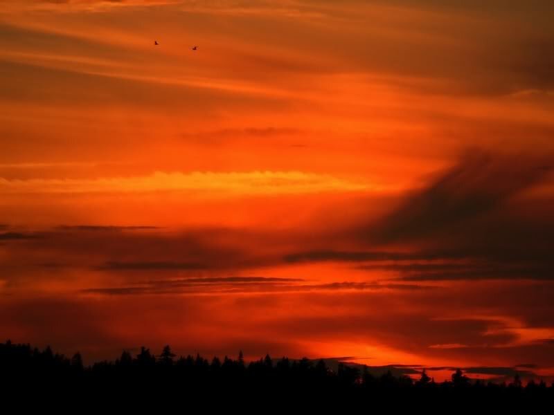 Silhouetted Trees at Sunset — Orange, Dramatic, Photograph, Sky, Clouds, Birds