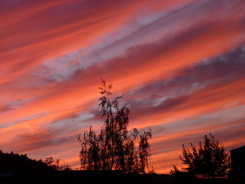 Silhouetted Trees at Sunset — Orange, Dramatic, Photograph, Sky, Clouds, Building
