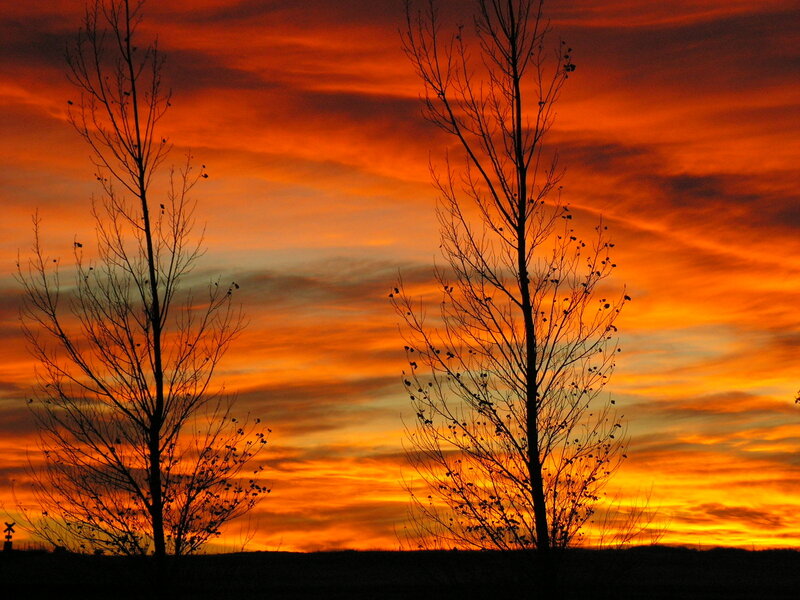 Silhouetted Trees at Sunset — Orange, Dramatic, Photograph, Sky, Clouds, Horizon