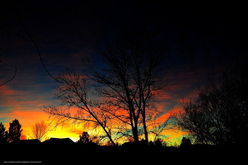 Silhouetted Trees at Sunset — Orange, Dramatic, Photograph, Sky, Clouds, Roofs