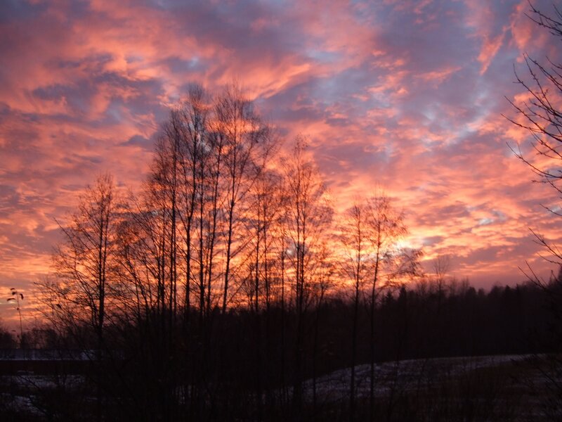 Silhouetted Trees at Sunset — Orange, Dramatic, Photograph, Sky, Clouds, Snow
