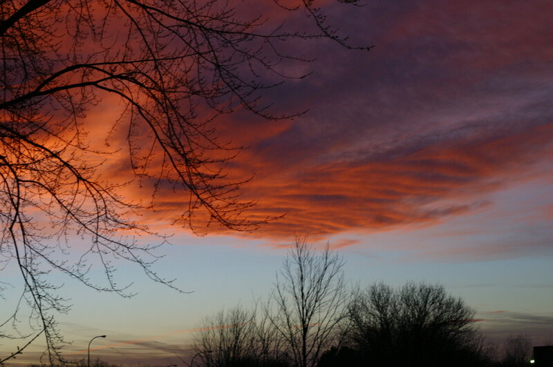 Silhouetted Trees at Sunset — Orange, Dramatic, Photograph, Sky, Clouds, Streetlight