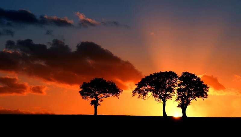 Silhouetted Trees at Sunset — Orange, Dramatic, Photograph, Sky, Clouds, Sun, Black