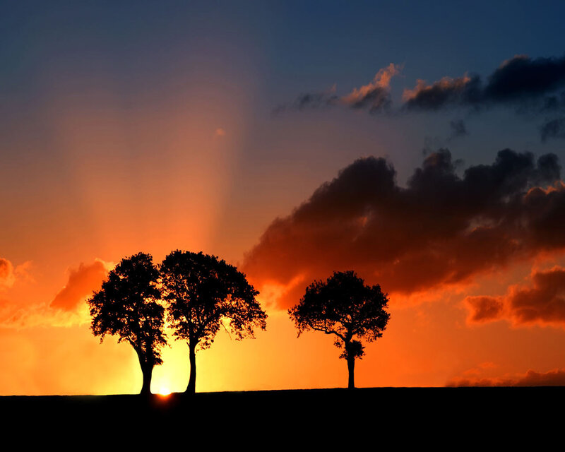 Silhouetted Trees at Sunset — Orange, Dramatic, Photograph, Sky, Clouds, Sun