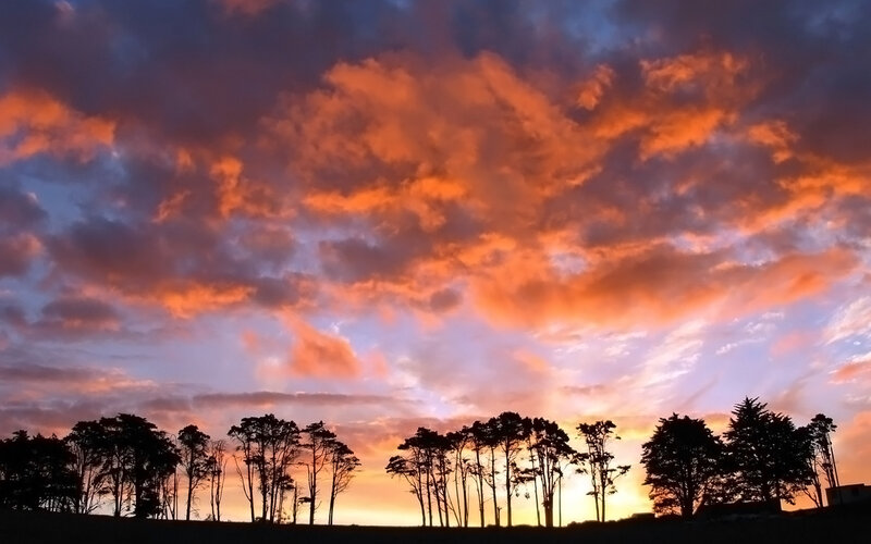Silhouetted Trees at Sunset — Orange, Dramatic, Photograph, Sky, Clouds