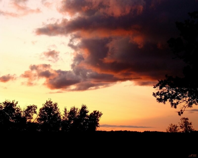Silhouetted Trees at Sunset — Orange, Dramatic, Photograph, Sky, Clouds, Yellow, Black, Am