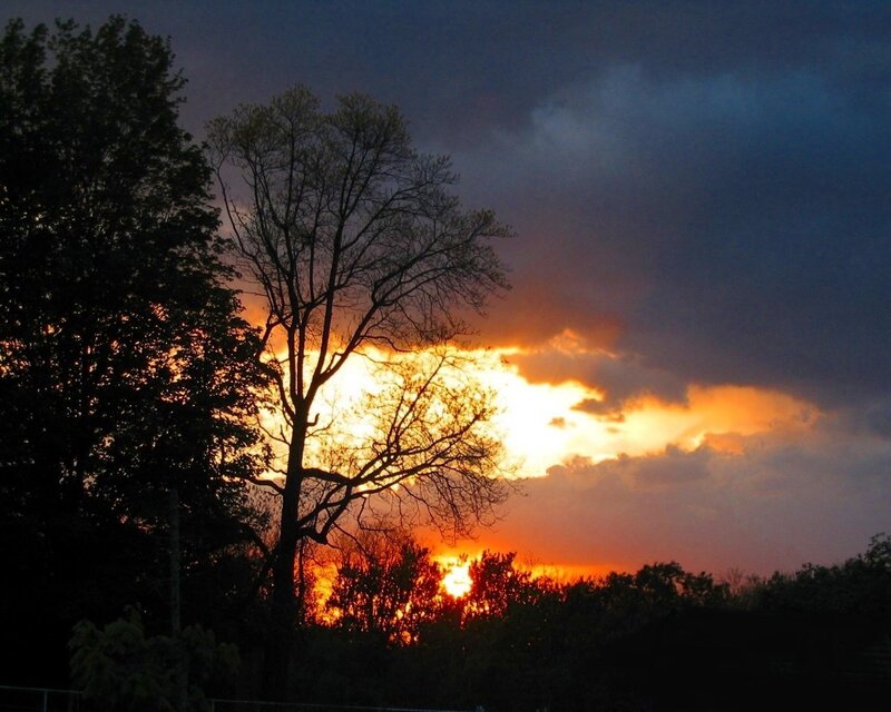 Silhouetted Trees at Sunset — Orange, Dramatic, Photograph, Sky, Clouds, Yellow, Dark Blue
