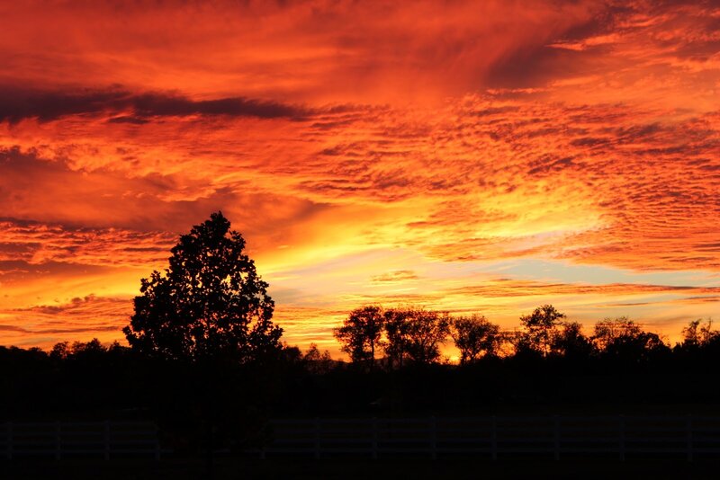 Silhouetted Trees at Sunset — Orange, Dramatic, Photograph, Sky, Fence