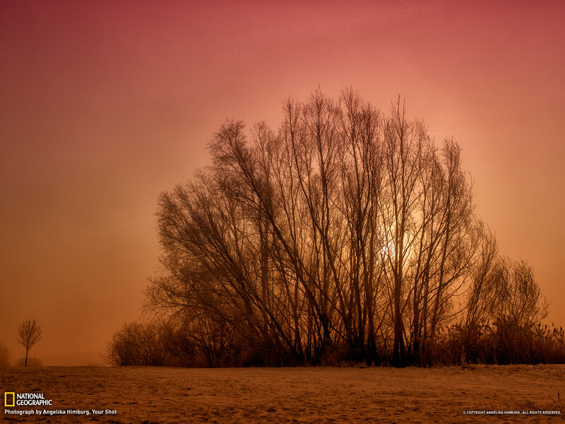 Silhouetted Trees at Sunset — Orange, Dramatic, Photograph, Sky, Field