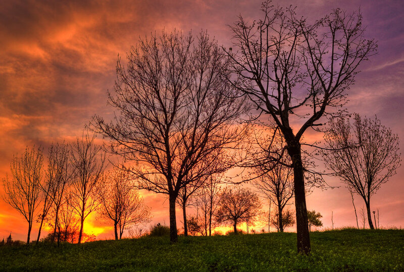 Silhouetted Trees at Sunset — Orange, Dramatic, Photograph, Sky, Hill