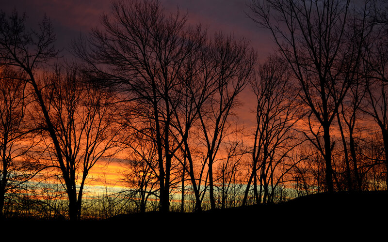 Silhouetted Trees at Sunset — Orange, Dramatic, Photograph, Sky, Horizon