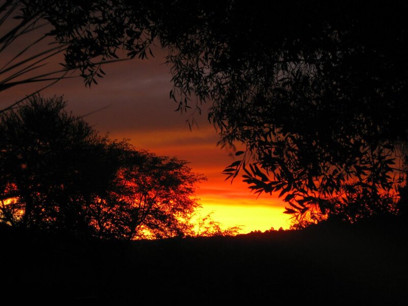 Silhouetted Trees at Sunset — Orange, Dramatic, Photograph, Sky, Horizon, Yellow